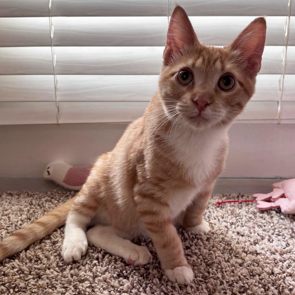 Rusty, a Adoptable mixed breed in Corpus Christi, TX image 4/6