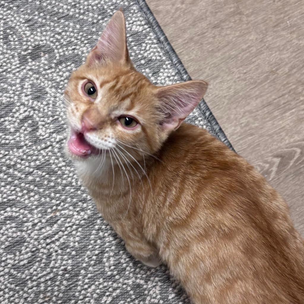 Rusty, a Adoptable mixed breed in Corpus Christi, TX image 5/6