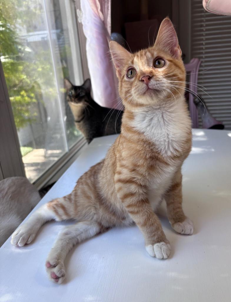 Rusty, a Adoptable mixed breed in Corpus Christi, TX image 6/6