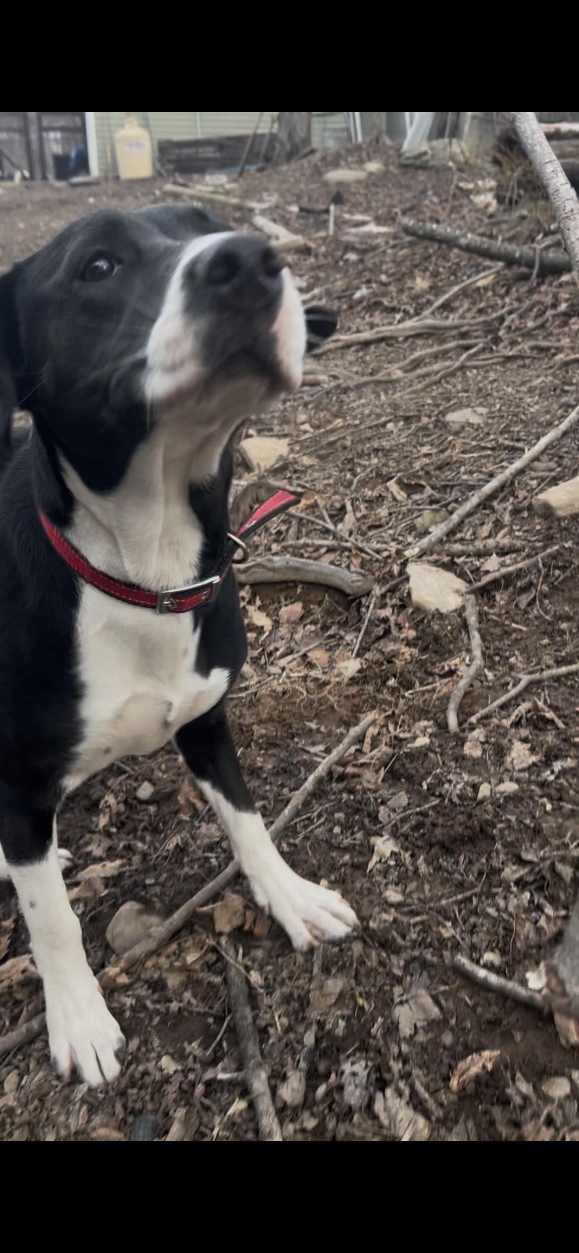 Enlarge Stella, a ADOPTABLE mixed breed in Tyler Hill, PA image 2/4