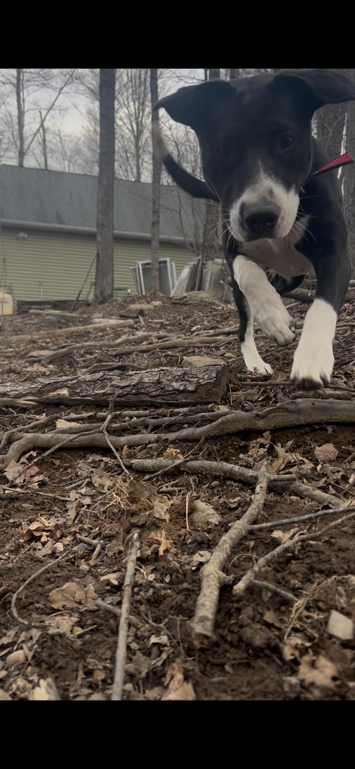 Enlarge Stella, a ADOPTABLE mixed breed in Tyler Hill, PA image 4/4