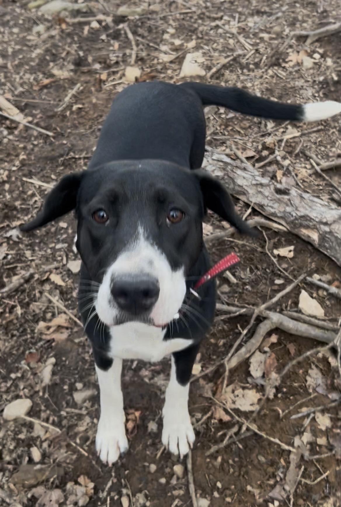 Stella, ADOPTABLE, Young Female Hound.