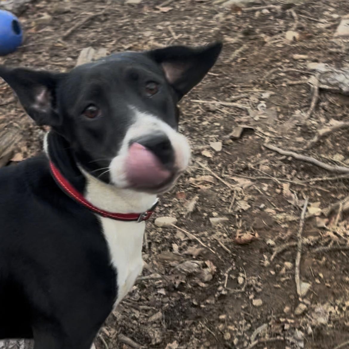 Enlarge Stella, a ADOPTABLE mixed breed in Tyler Hill, PA image 3/4