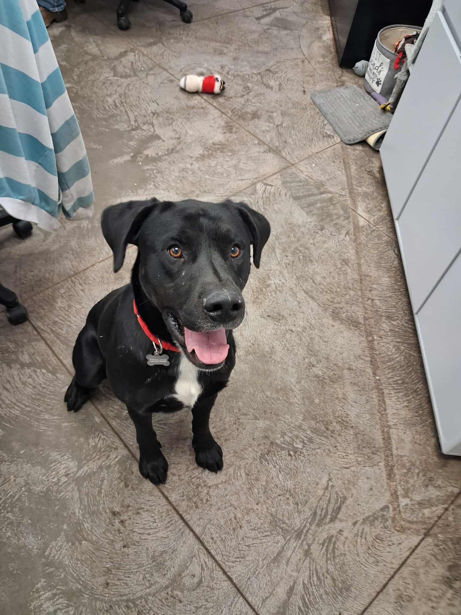 Enlarge Cowboy, a Adoptable mixed breed in Roosevelt, UT image 7/8