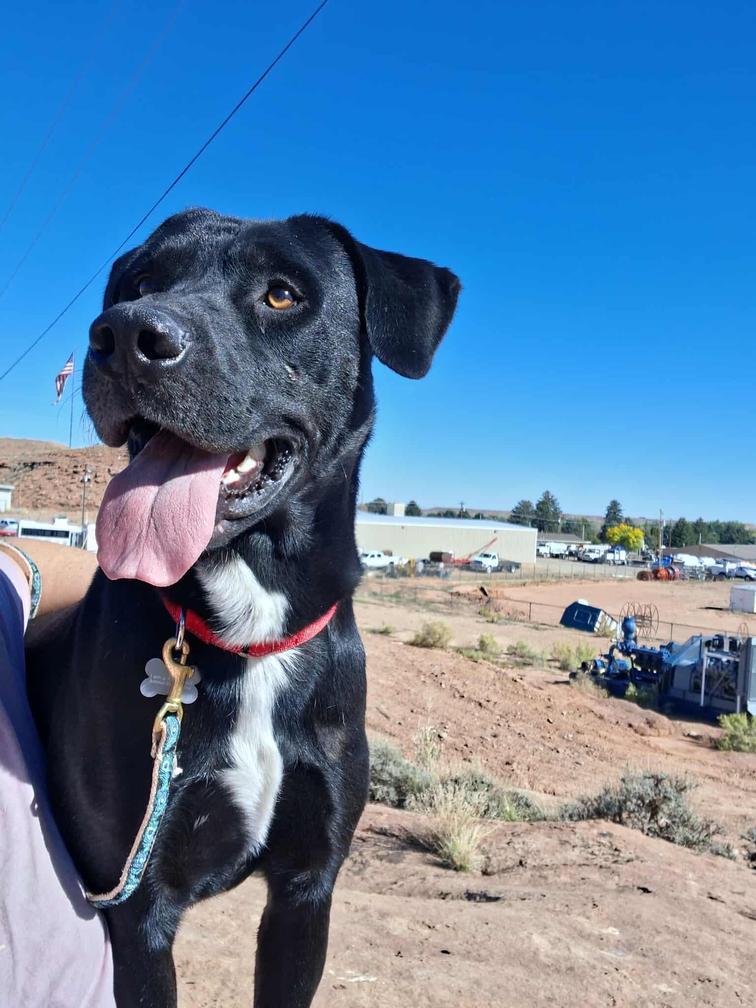 Cowboy, Adoptable, Adult Male Pit Bull Terrier & Labrador Retriever.