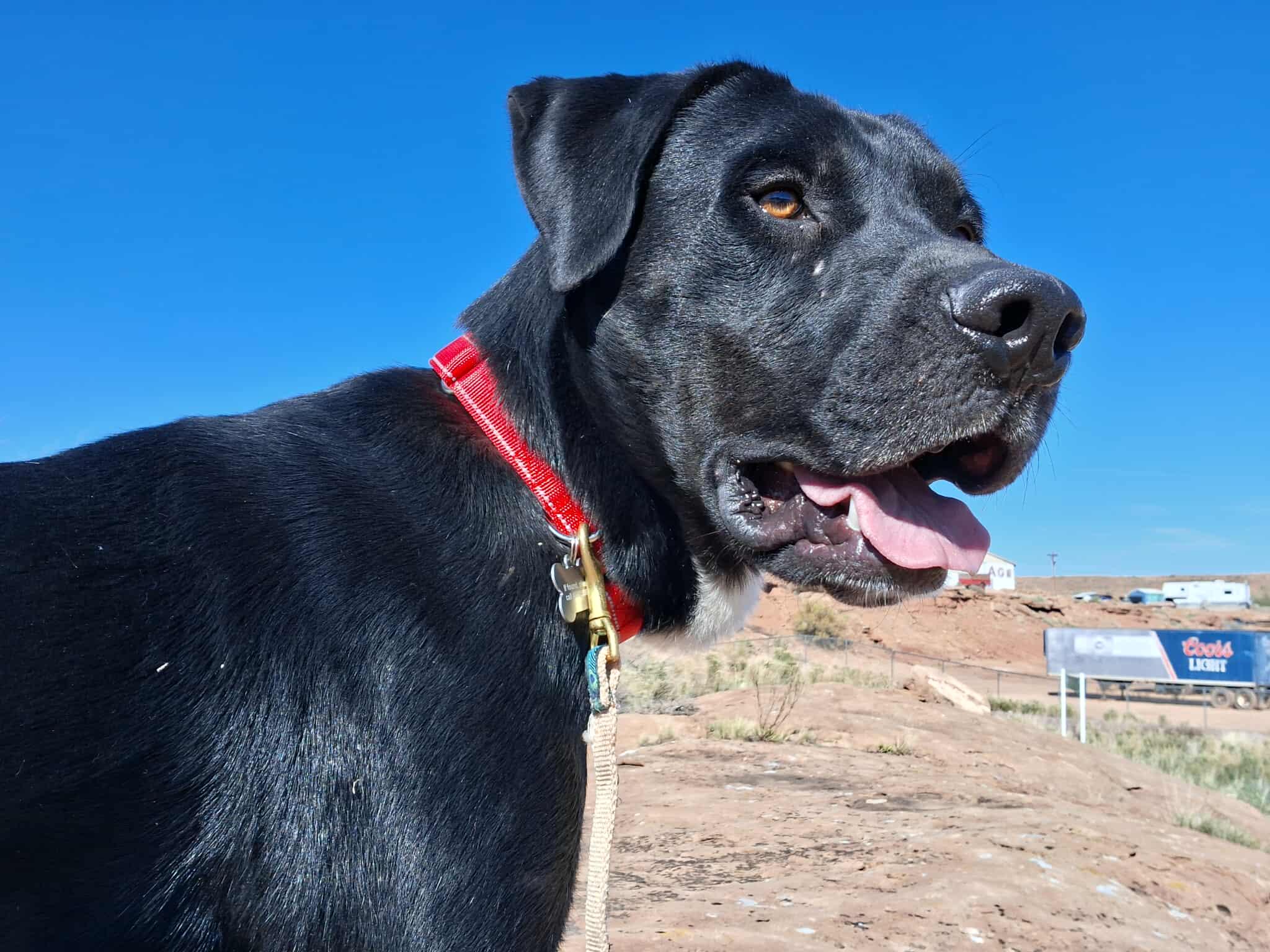 Cowboy, a Adoptable mixed breed in Roosevelt, UT image 4/8