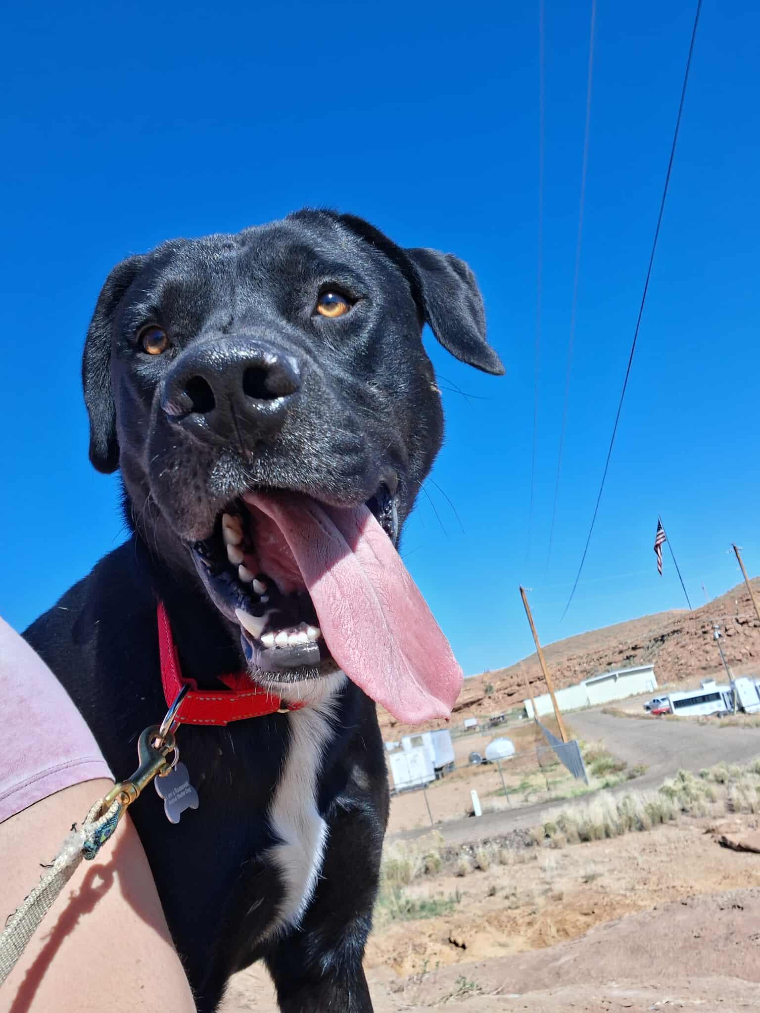 Enlarge Cowboy, a Adoptable mixed breed in Roosevelt, UT image 8/8