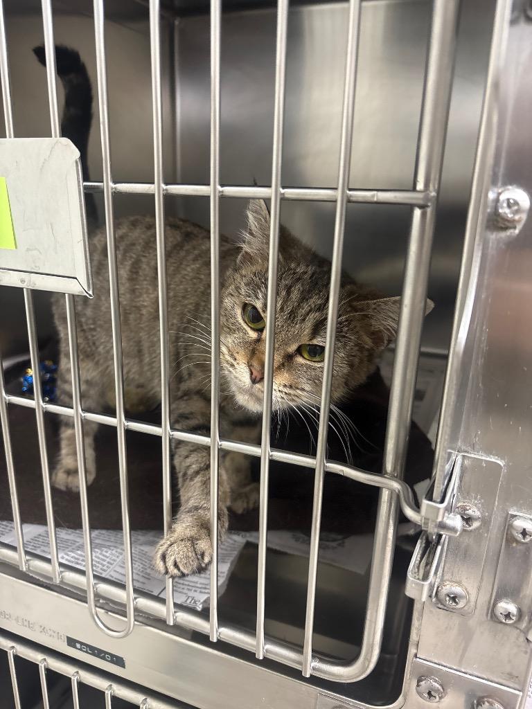 Pita, Adoptable, Adult Female Domestic Short Hair.