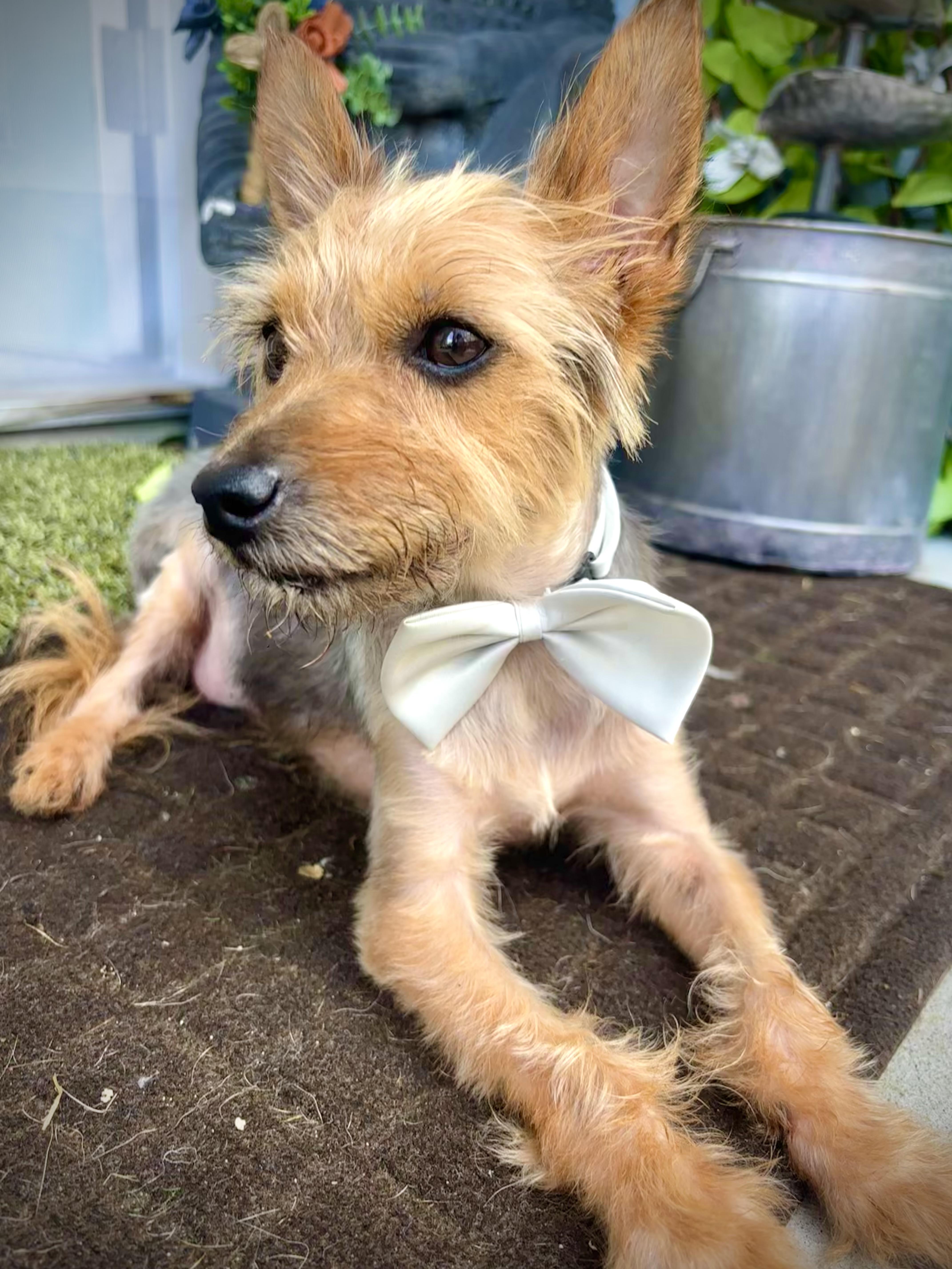 Bentley Bartholomew
