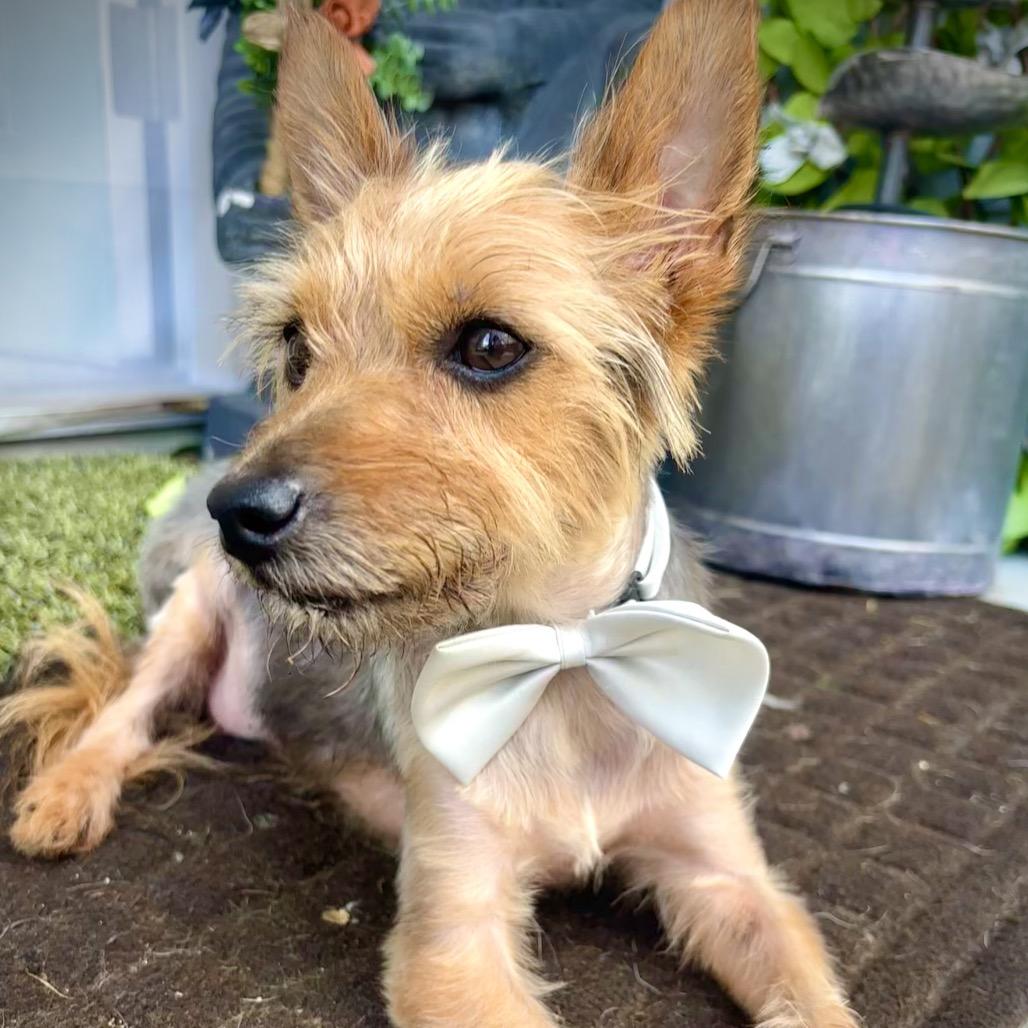 Bentley Bartholomew — thumbnail 4