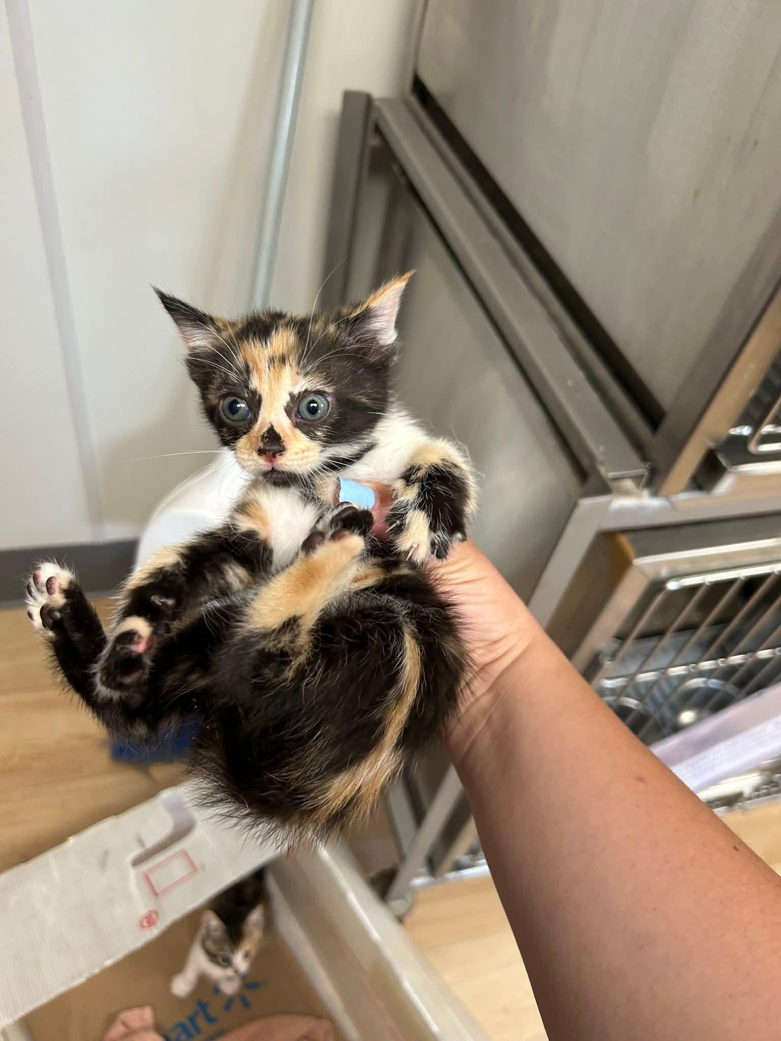 Apple Pie, an adopted mixed breed in Santa Clara, CA image 5/6