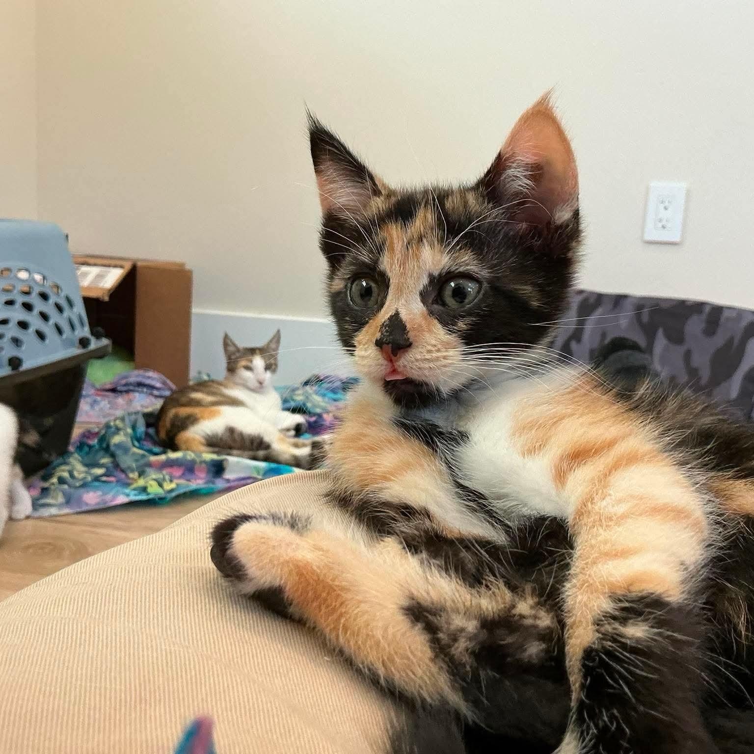 Apple Pie, an adopted mixed breed in Santa Clara, CA image 2/6