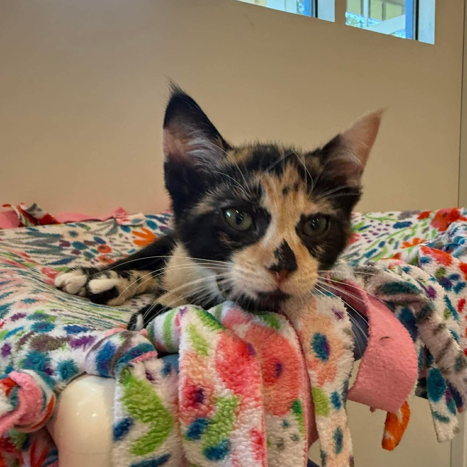 Apple Pie, an adopted mixed breed in Santa Clara, CA image 3/6