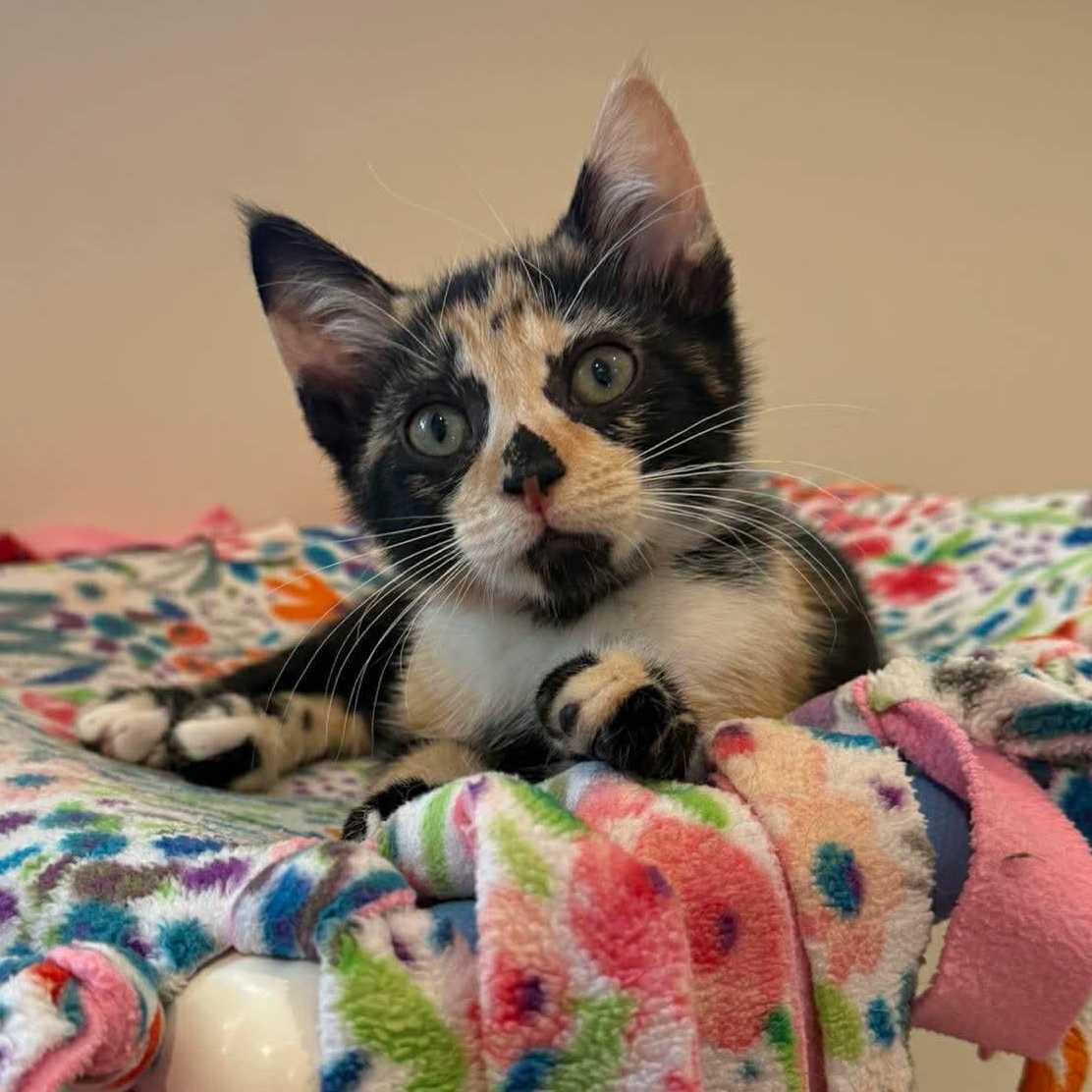 Apple Pie, an adopted mixed breed in Santa Clara, CA image 1/6