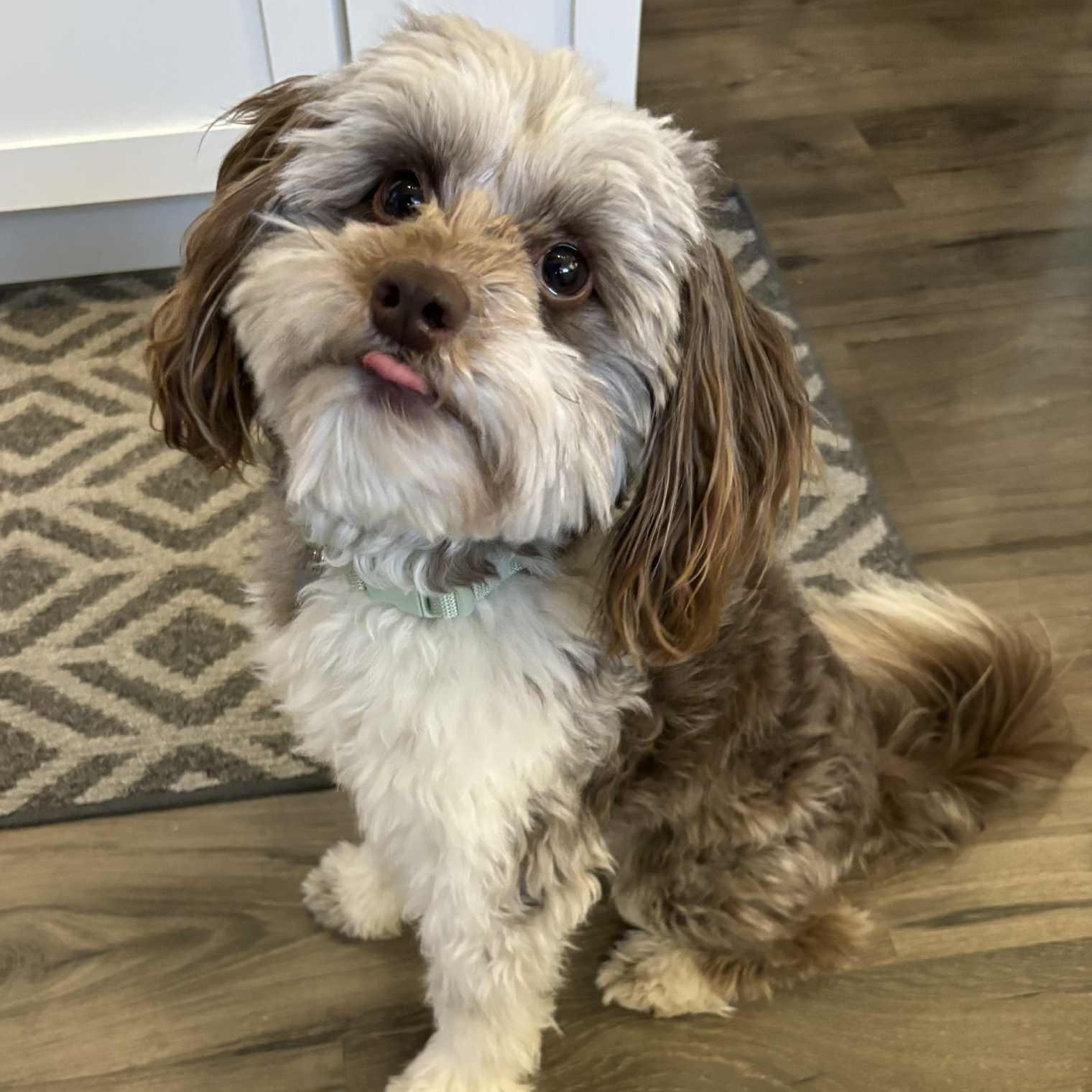 Enlarge Howie, an adopted Aussiedoodle in Cedar Rapids, IA image 1/4