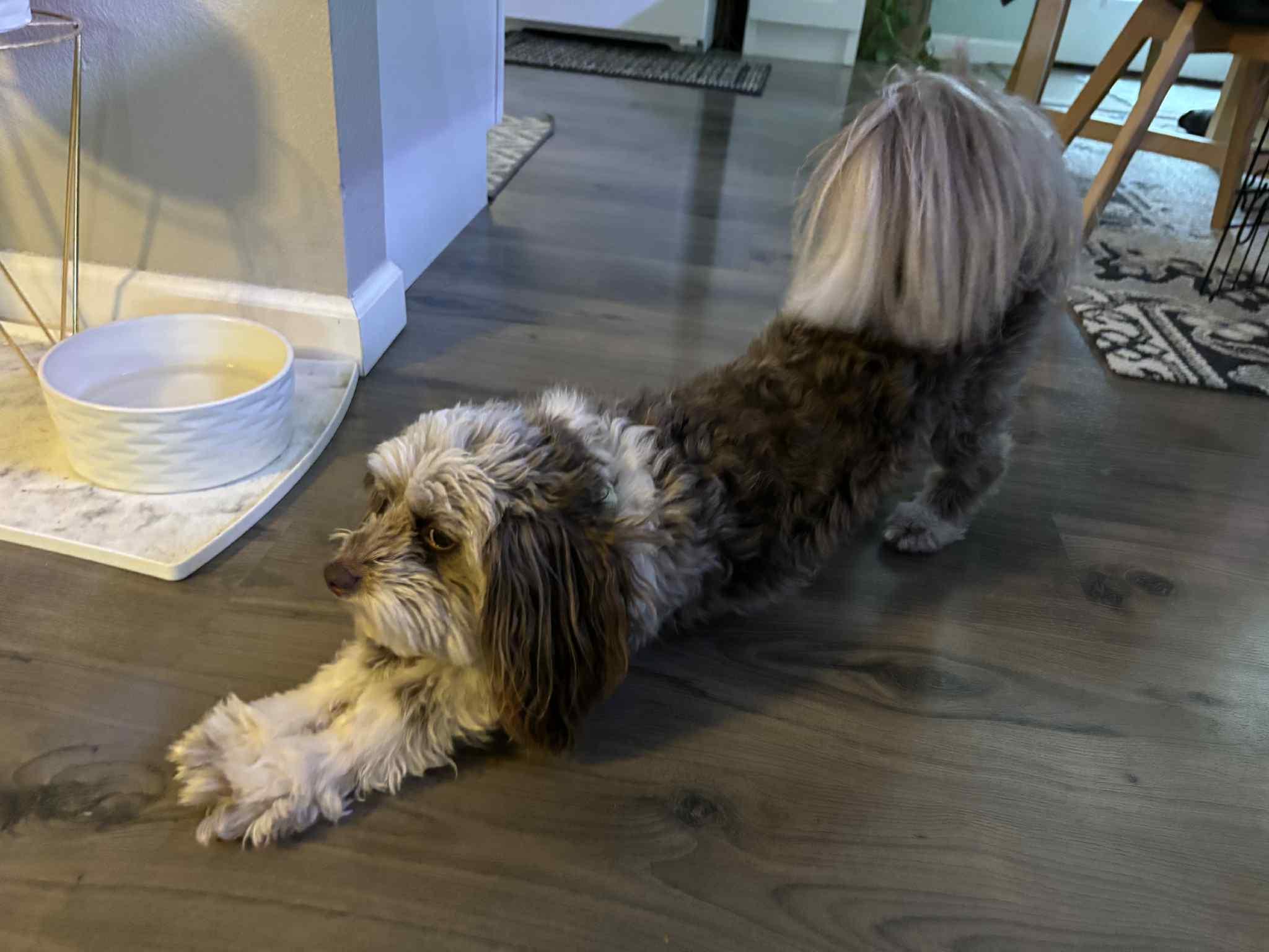 Enlarge Howie, an adopted Aussiedoodle in Cedar Rapids, IA image 2/4