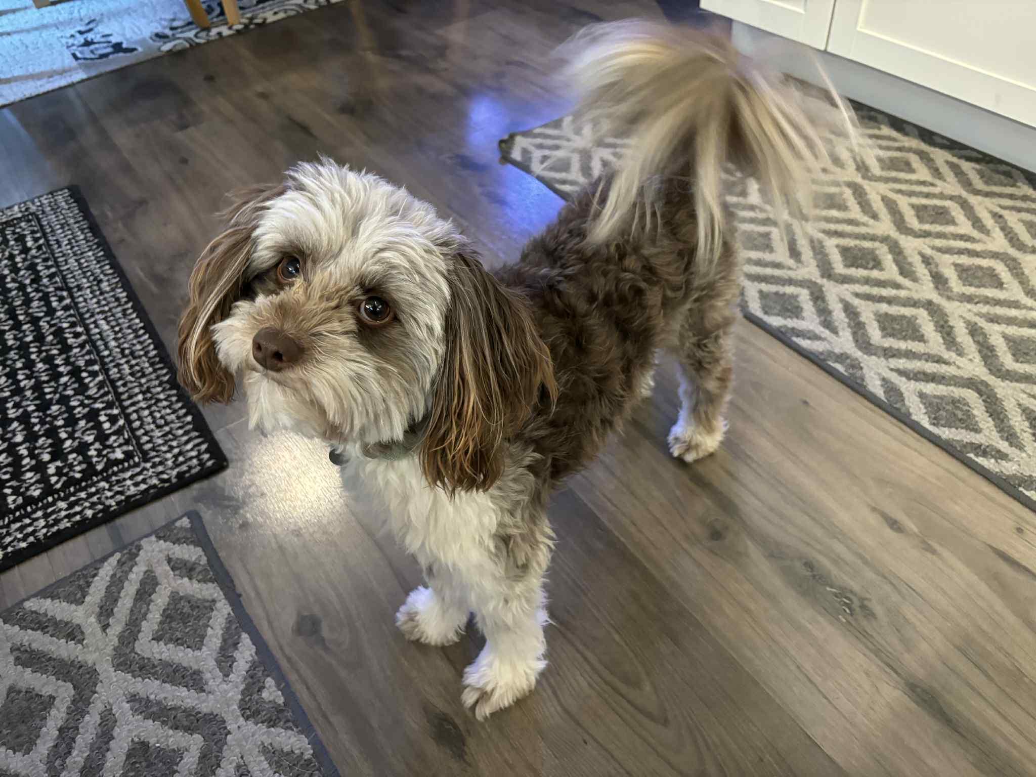 Enlarge Howie, an adopted Aussiedoodle in Cedar Rapids, IA image 3/4