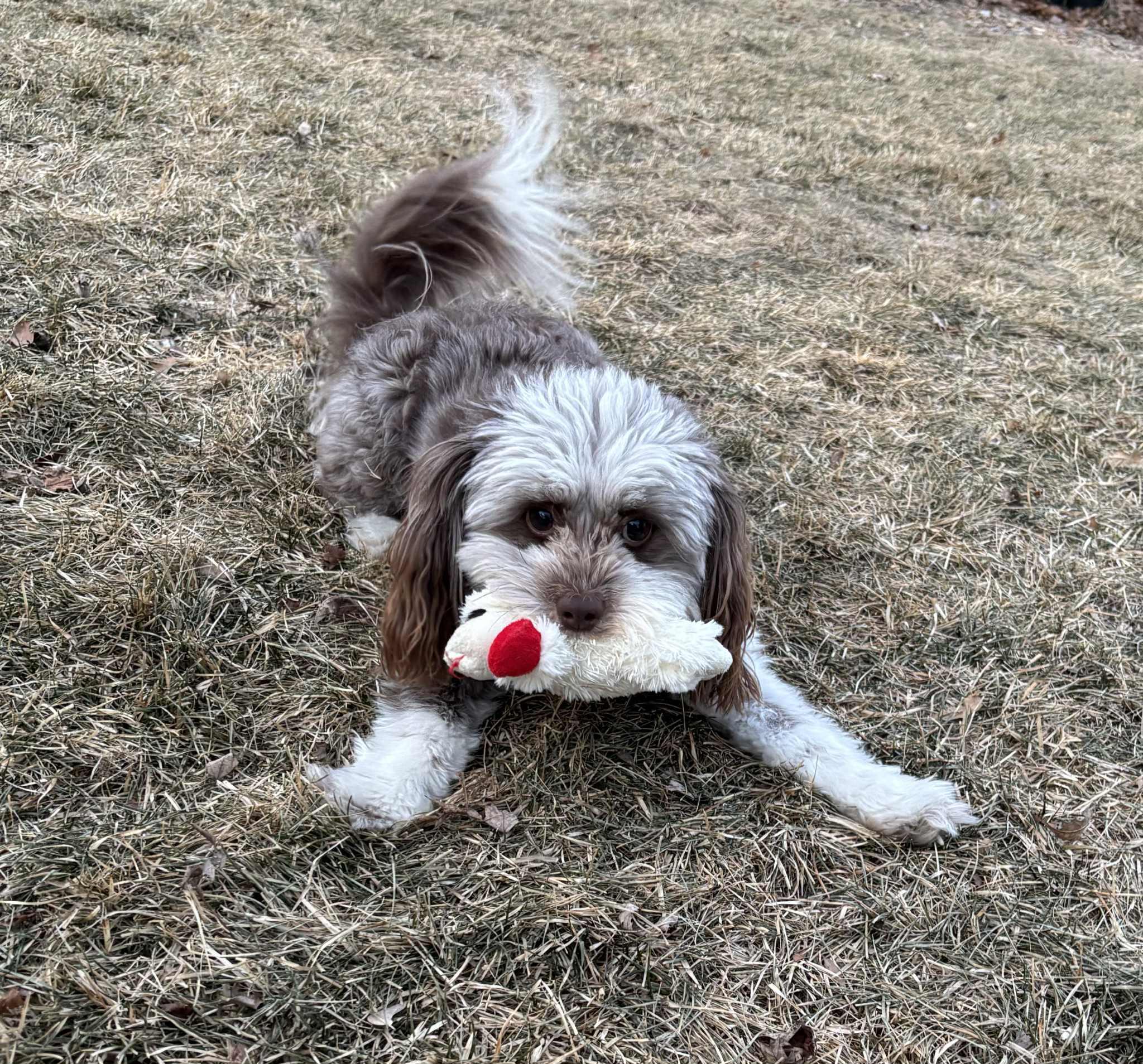 Enlarge Howie, an adopted Aussiedoodle in Cedar Rapids, IA image 4/4
