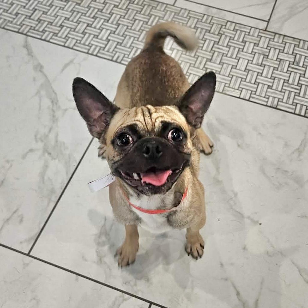 Enlarge Theo, a ADOPTABLE Pug in Boulder, CO image 3/6