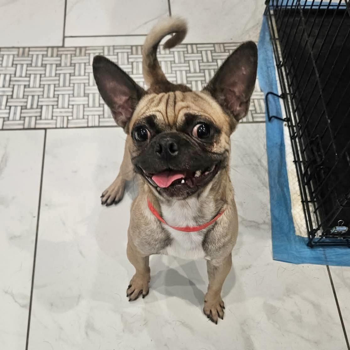 Enlarge Theo, a ADOPTABLE Pug in Boulder, CO image 6/6
