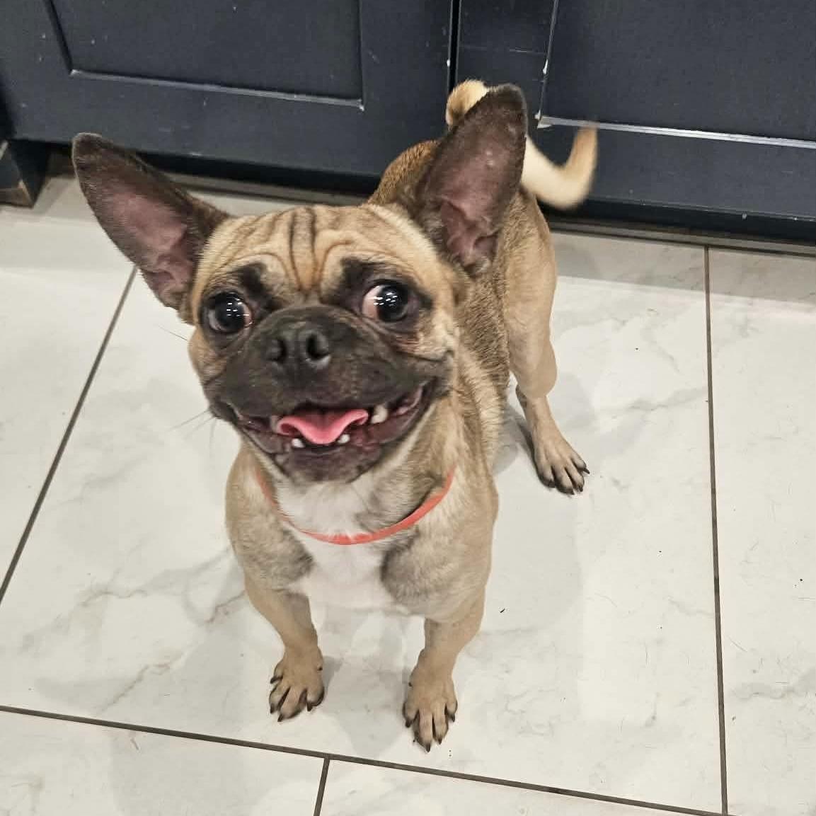 Theo, ADOPTABLE, Young Male Pug.