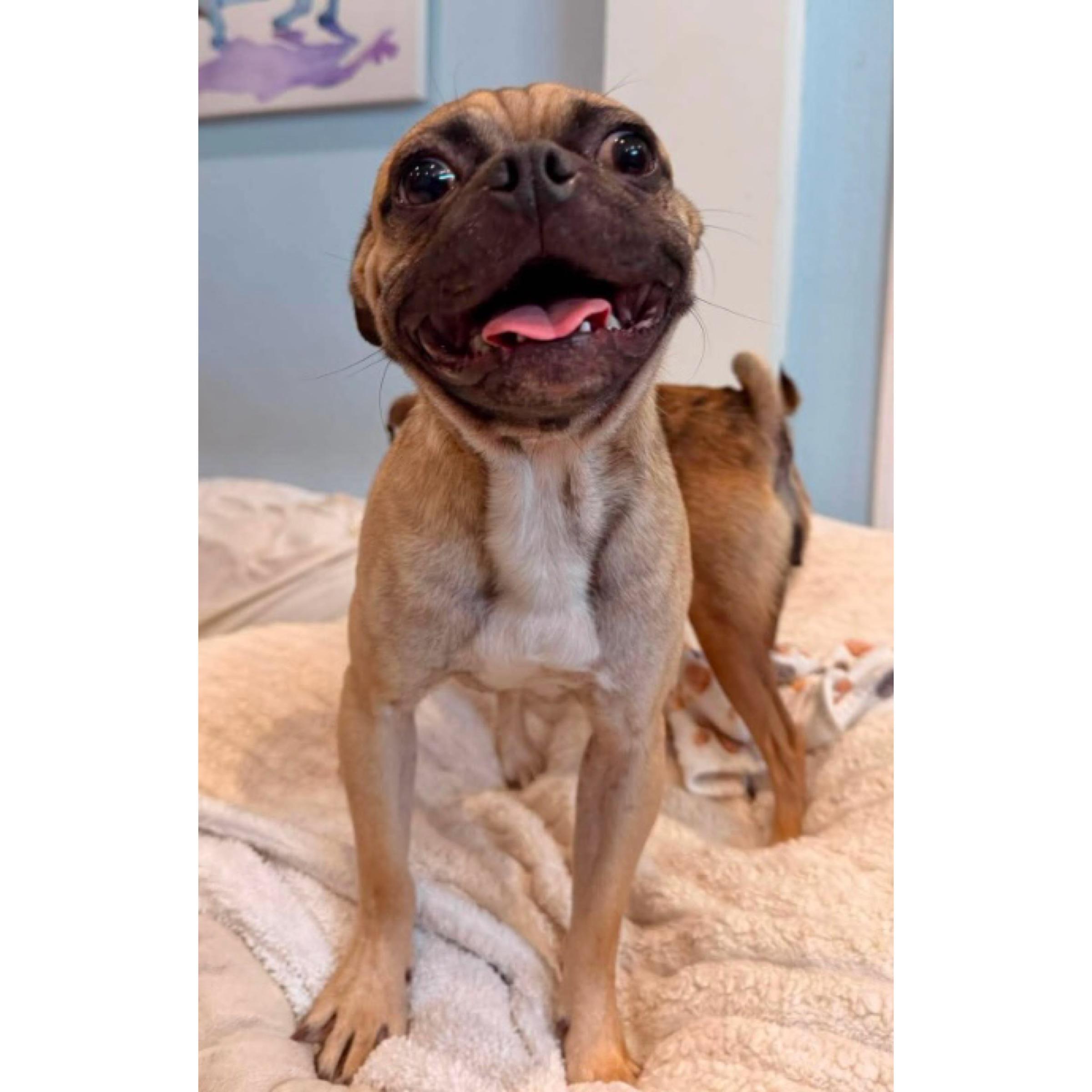 Enlarge Theo, a ADOPTABLE Pug in Boulder, CO image 2/6