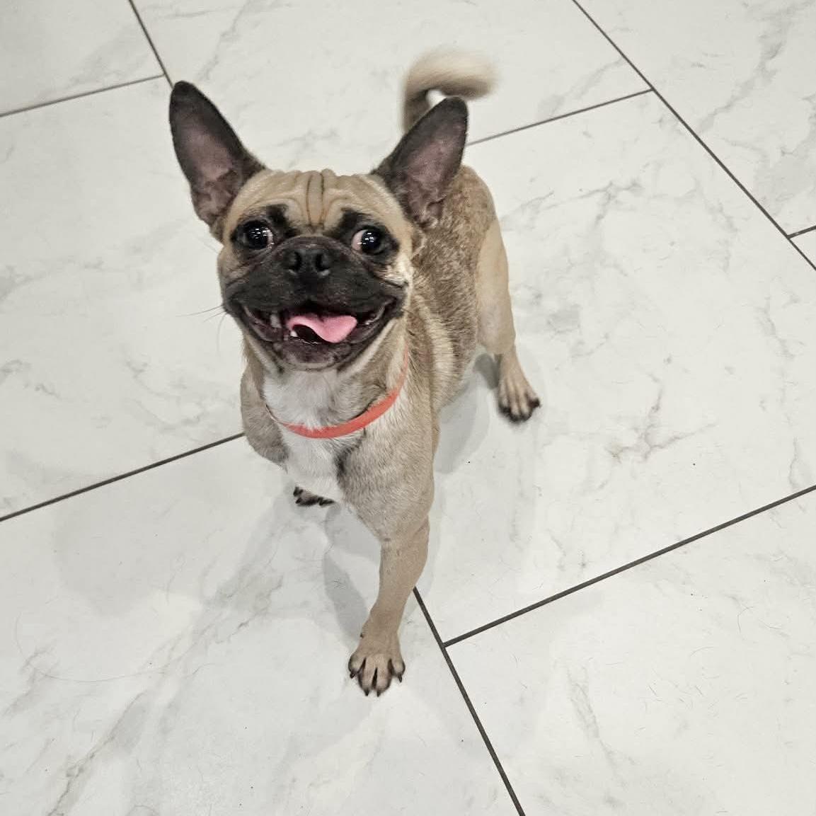Enlarge Theo, a ADOPTABLE Pug in Boulder, CO image 5/6
