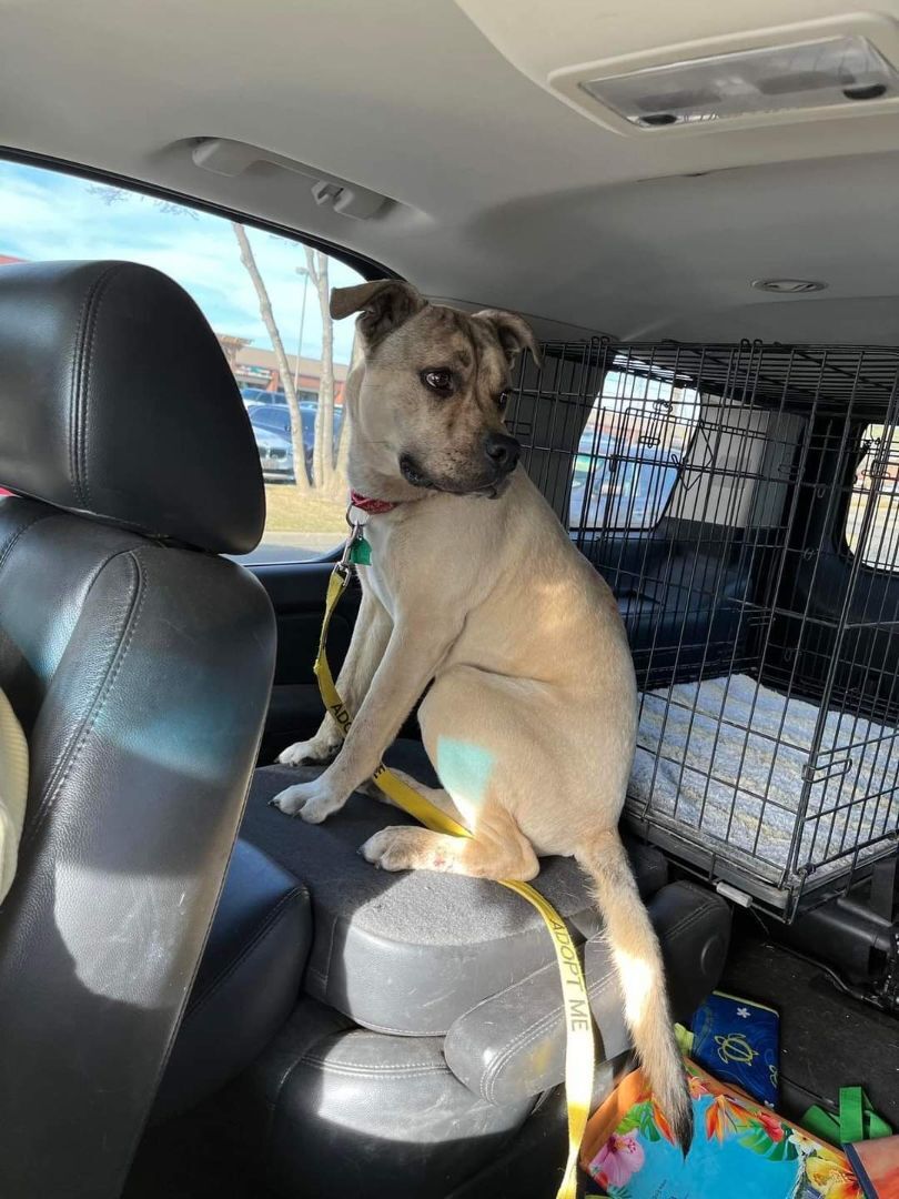 Tucker, a Adoptable mixed breed in Lubbock, TX image 1/6