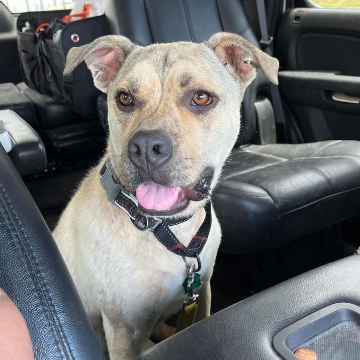 Tucker, a Adoptable mixed breed in Lubbock, TX image 2/6