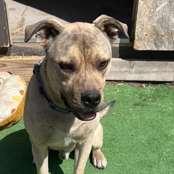 Tucker, a Adoptable mixed breed in Lubbock, TX image 3/6