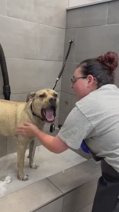 Enlarge Tucker, a Adoptable mixed breed in Lubbock, TX video 4/6