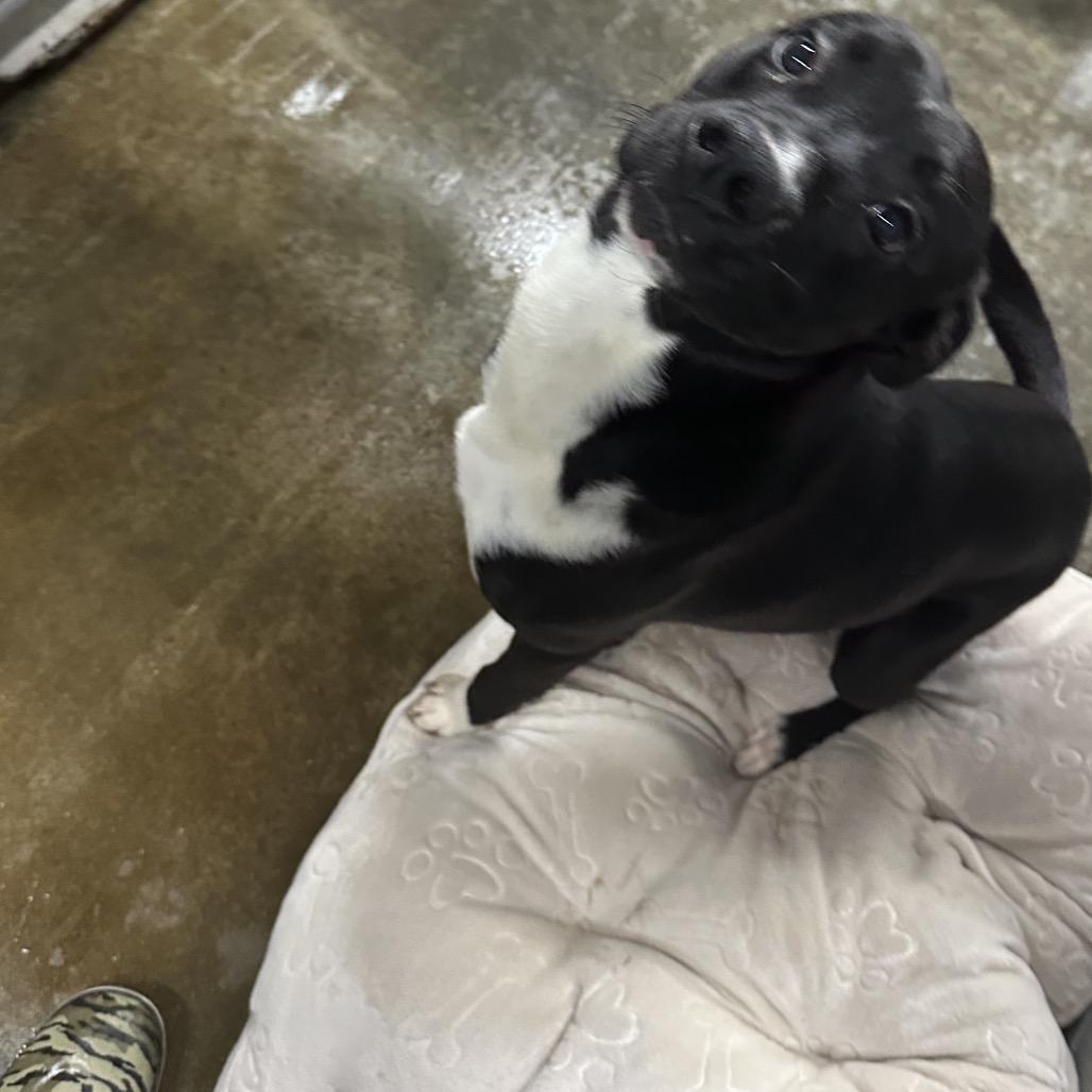 Vinny, Adoptable, Young Male Boston Terrier.