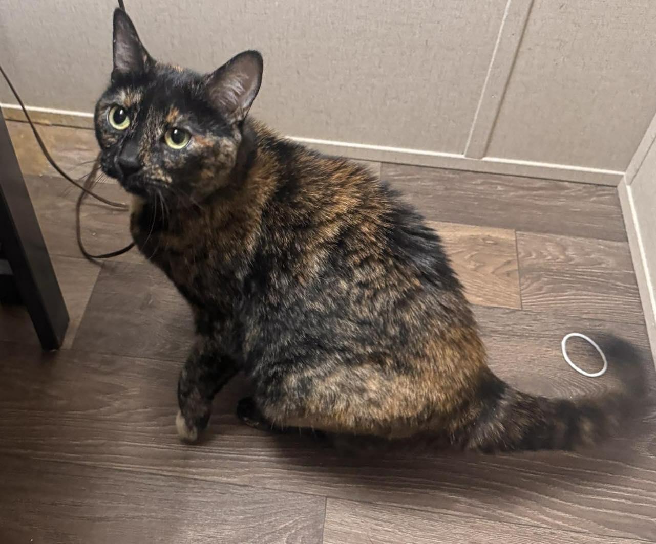 Enlarge Shadow, a ADOPTABLE Dilute Tortoiseshell in Richmond Dale, OH image 1/1