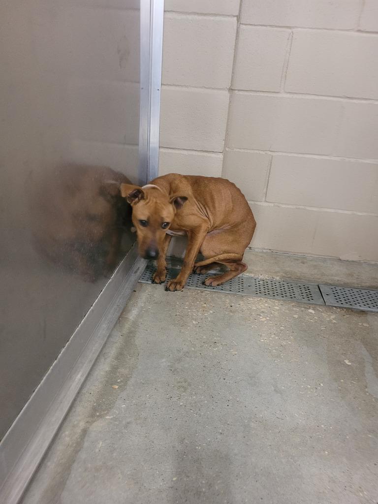 Patty, Adoptable, Young Female Pit Bull Terrier.