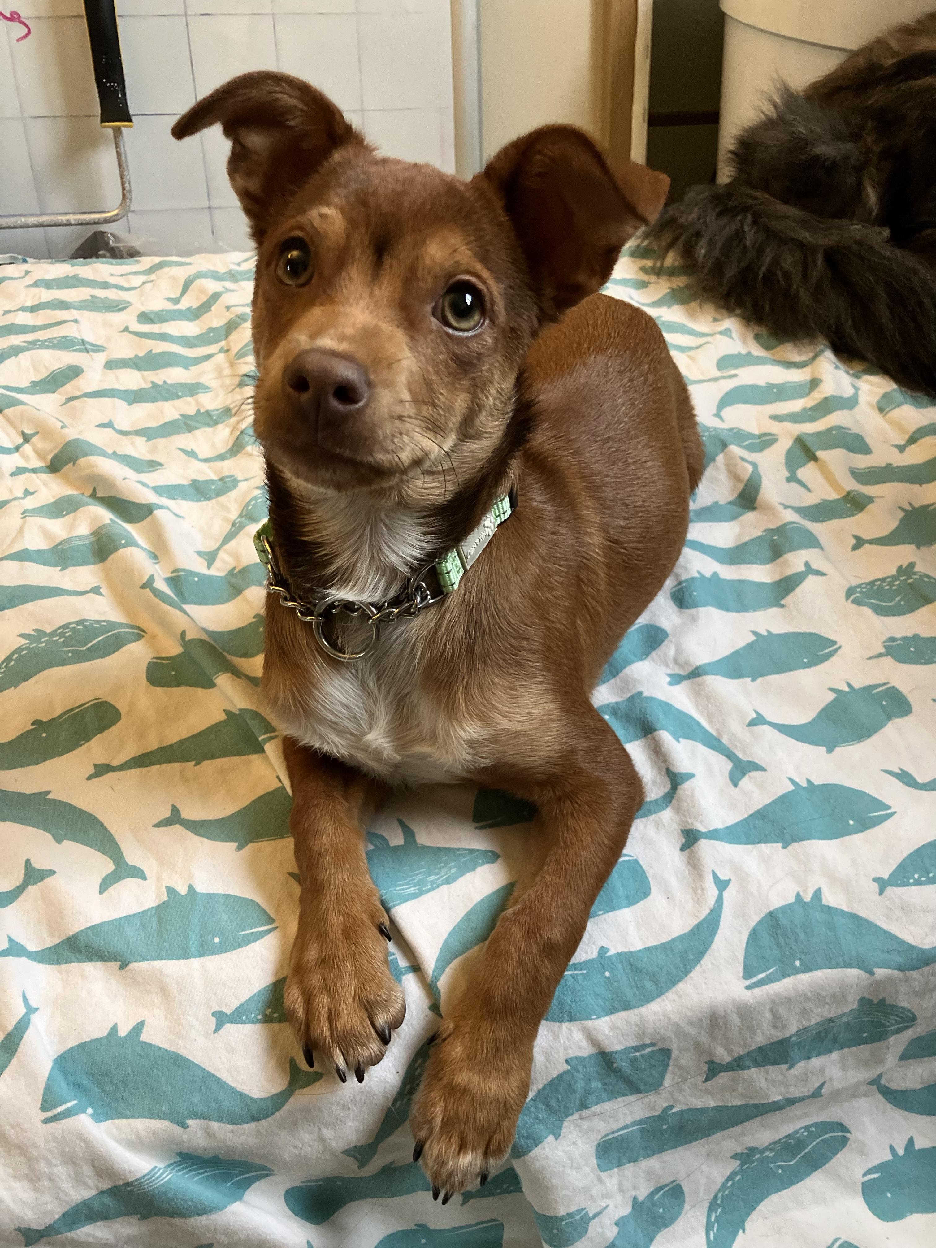 Enlarge Beau, a ADOPTABLE mixed breed in Fort Collins, CO image 2/3