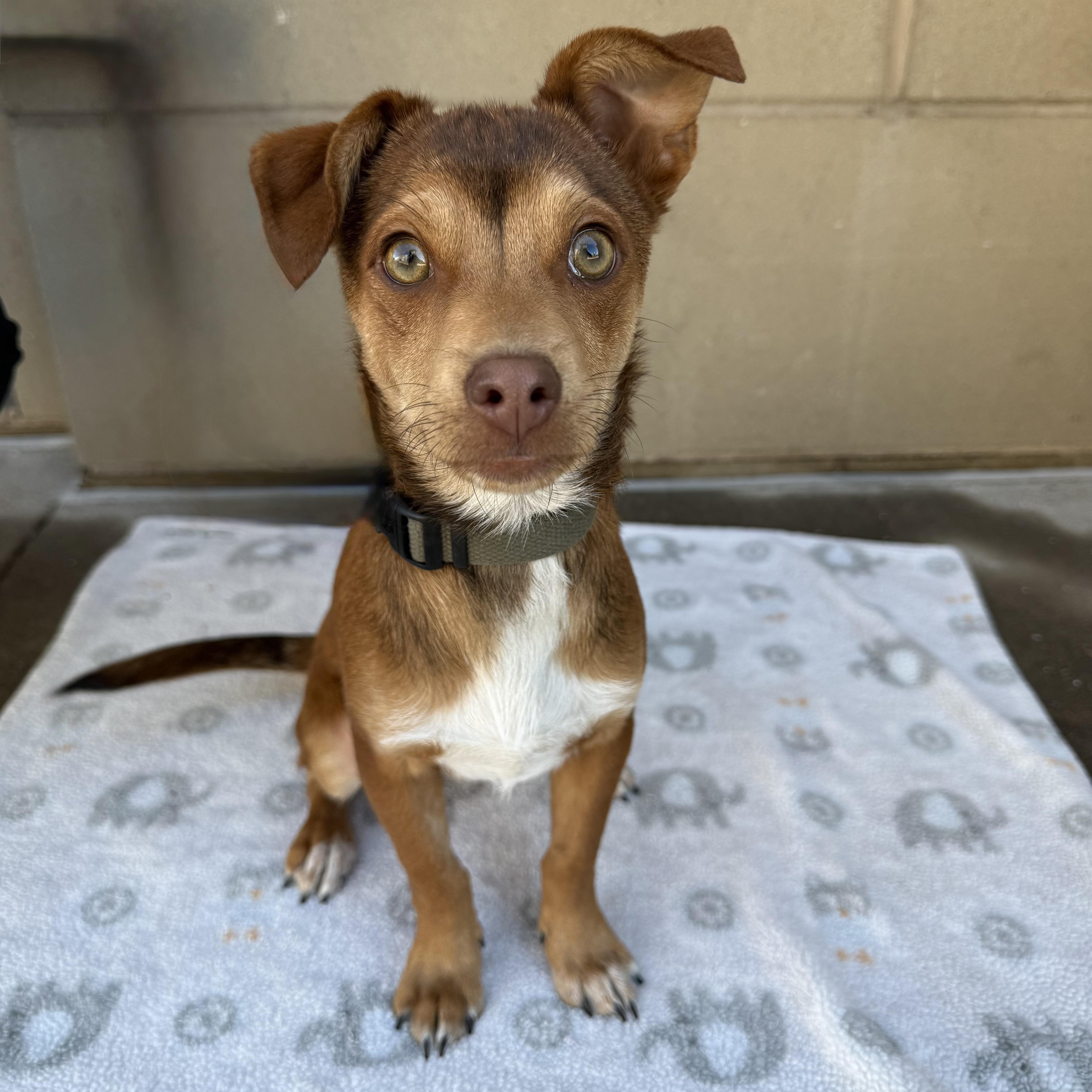 Enlarge Beau, an adoptable mixed breed in Fort Collins, CO image 1/5