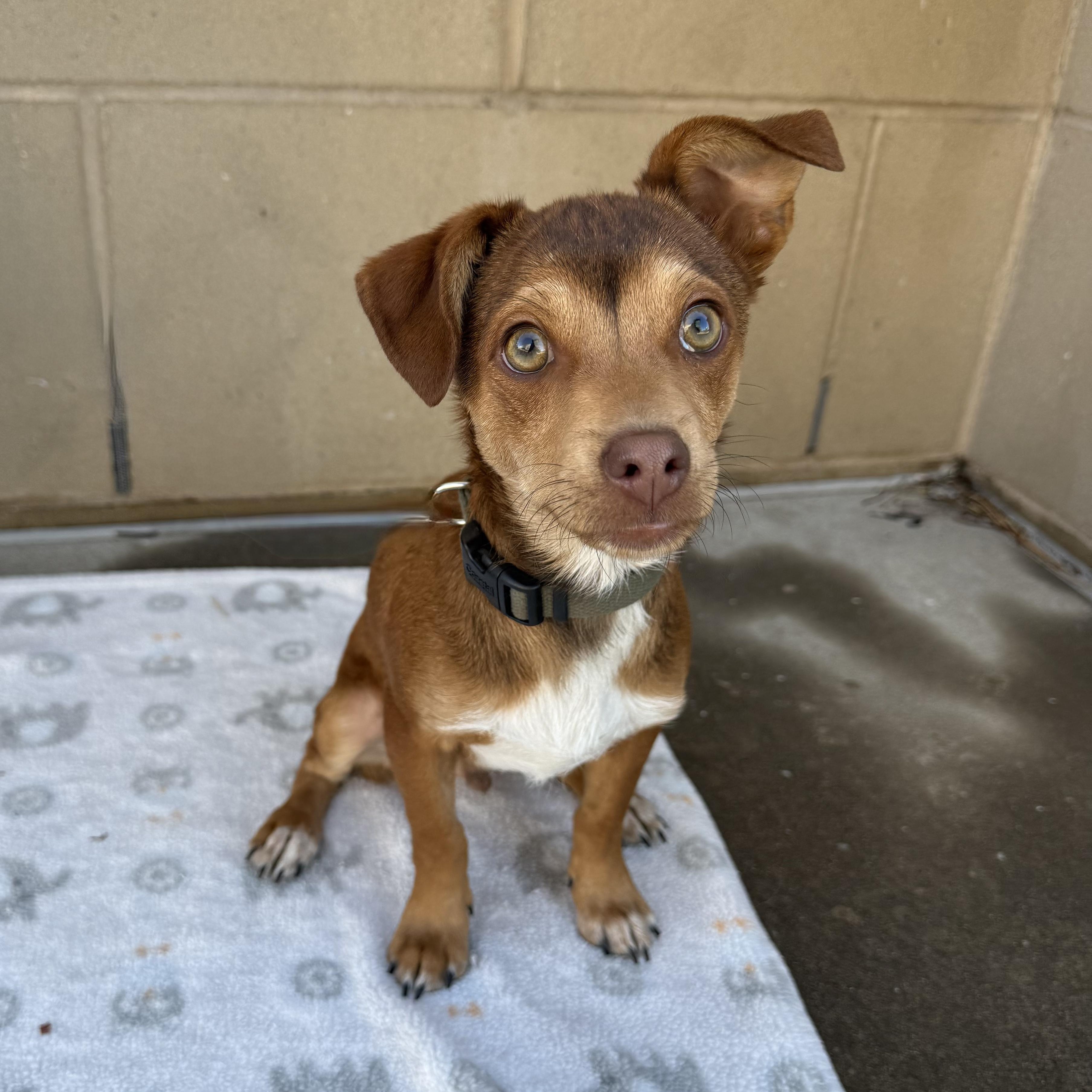 Enlarge Beau, an adoptable mixed breed in Fort Collins, CO image 2/5