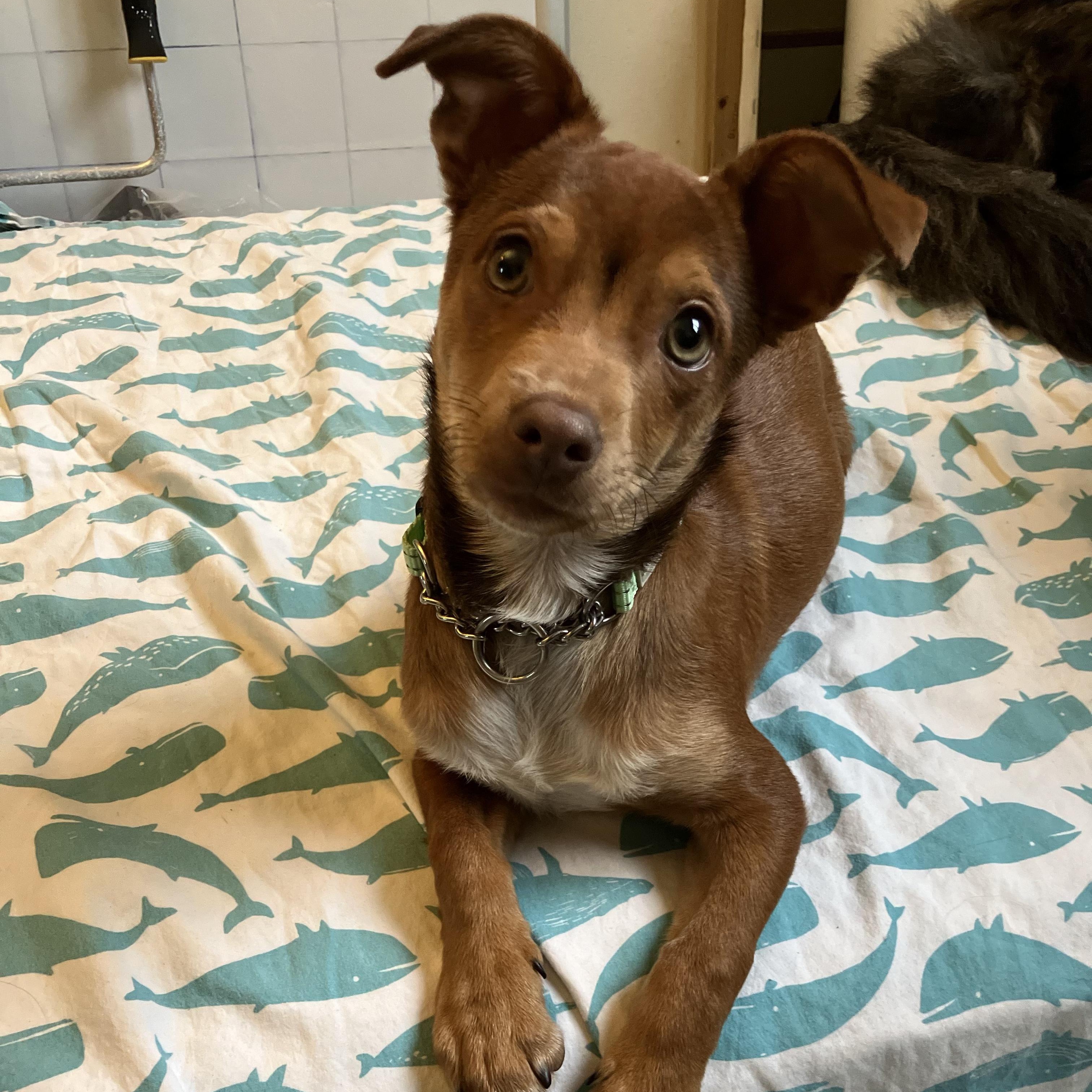 Beau, ADOPTABLE, Puppy Male Chihuahua & Dachshund.