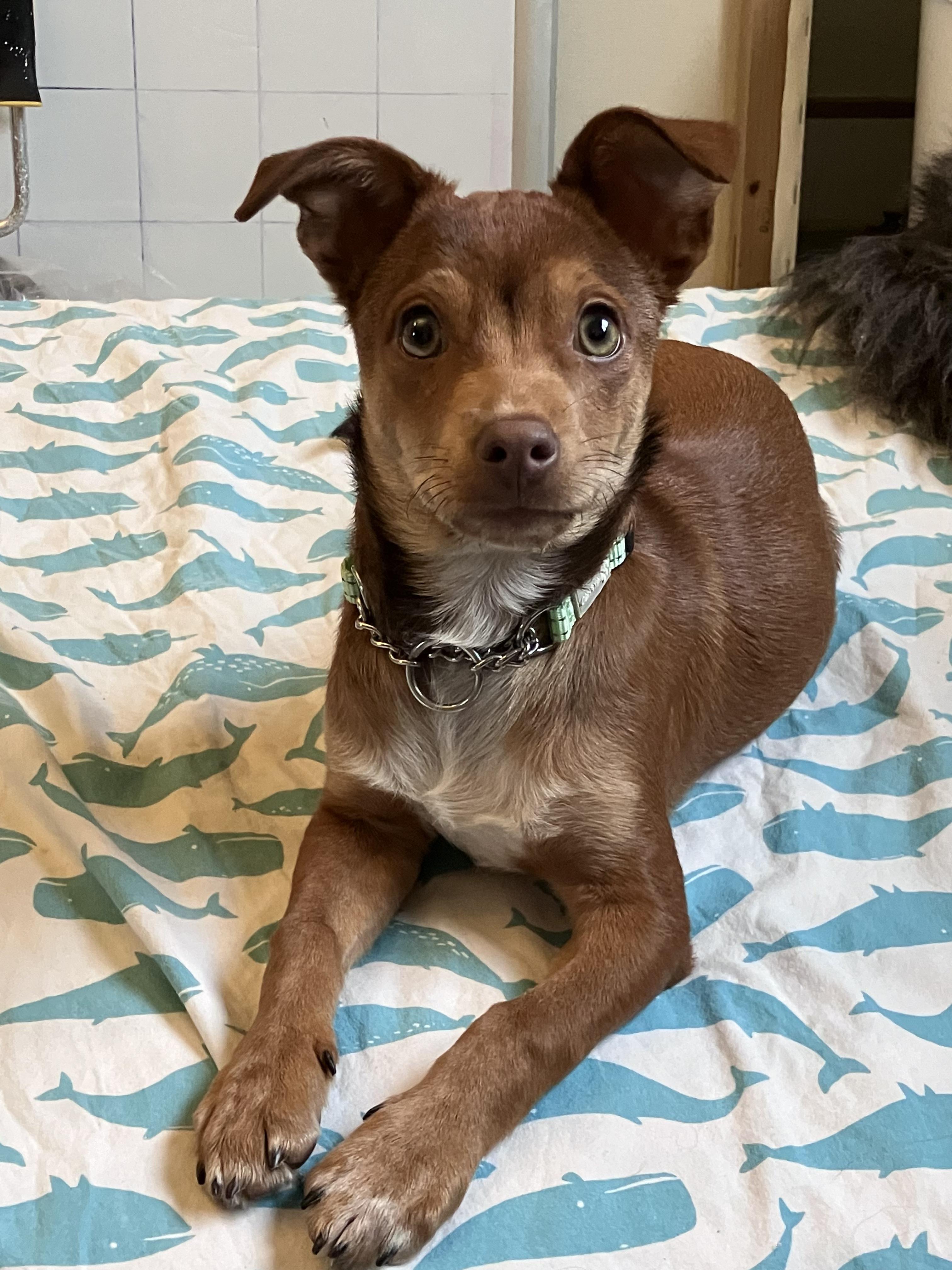 Enlarge Beau, a ADOPTABLE mixed breed in Fort Collins, CO image 3/3