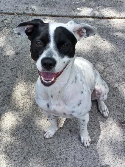 Cee Cee, Adoptable, Young Female Mixed Breed & Mixed Breed.