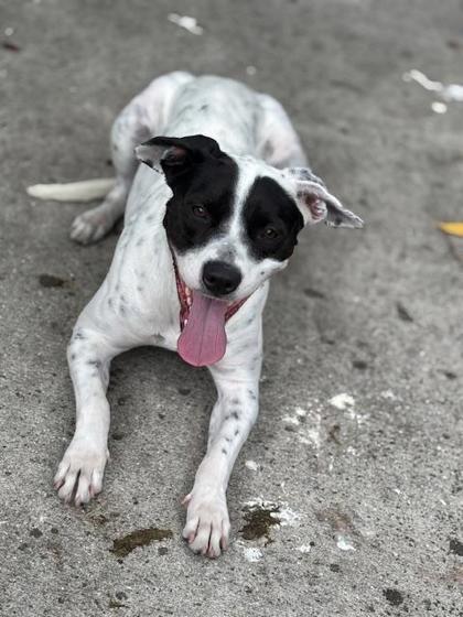 Cee Cee, a Adoptable Mixed Breed in Pompano Beach, FL image 2/2