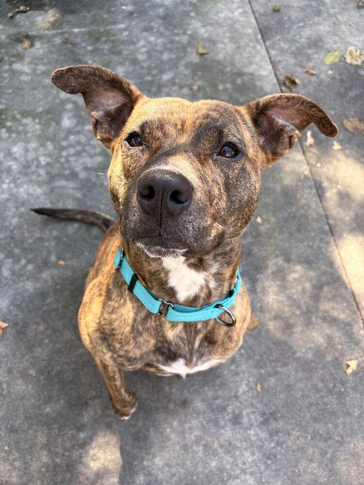 Enlarge Athena, a Adoptable mixed breed in Bowling Green, OH image 1/4