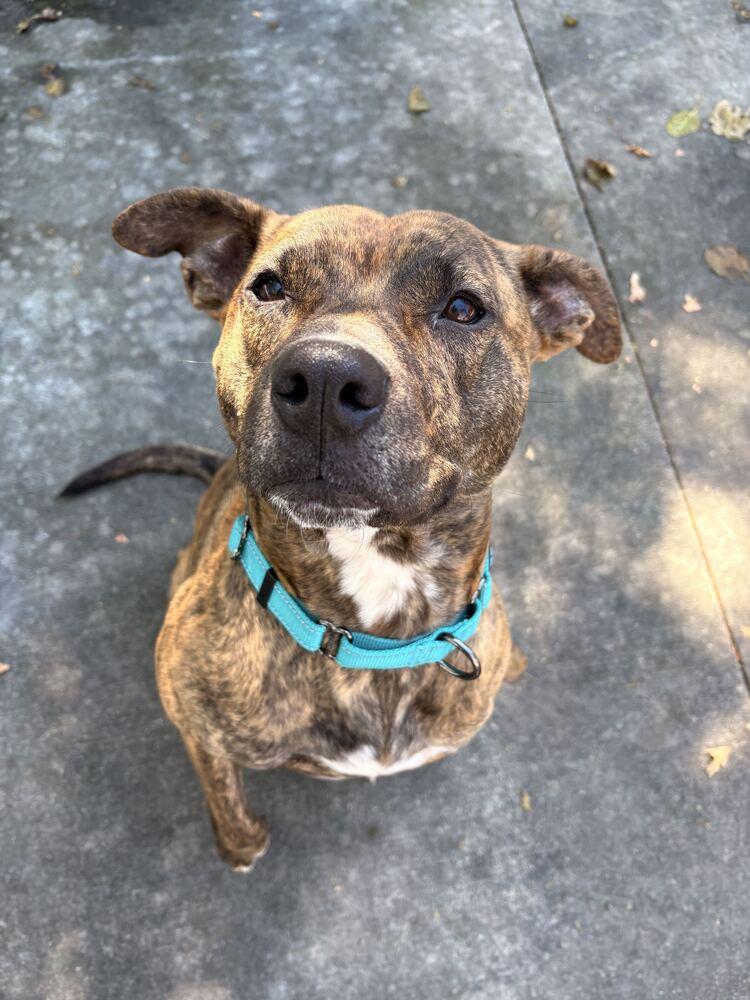 Enlarge Athena, a Adoptable mixed breed in Bowling Green, OH image 2/4