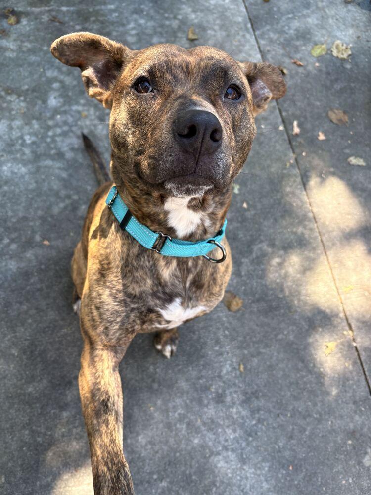 Enlarge Athena, a Adoptable mixed breed in Bowling Green, OH image 3/4