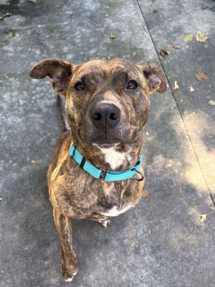 Enlarge Athena, a Adoptable mixed breed in Bowling Green, OH image 4/4