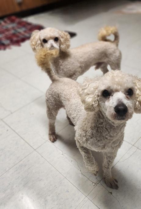 Arthur-Light Blue collar