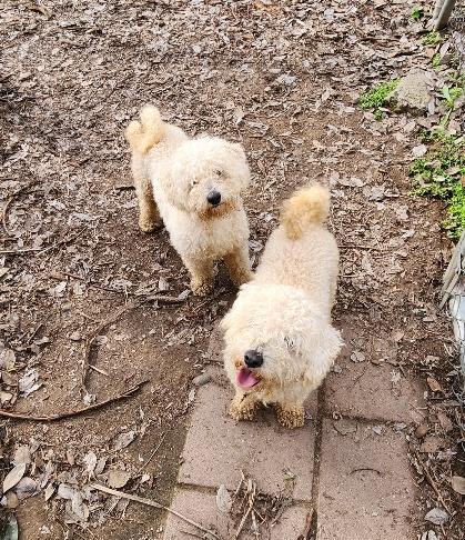 Arthur-Light Blue collar — thumbnail 2