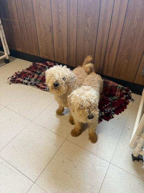 Arthur-Light Blue collar — thumbnail 4