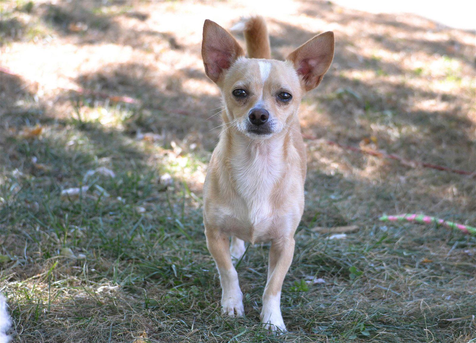 Paco, Adoptable, Adult Male Chihuahua & Dachshund.