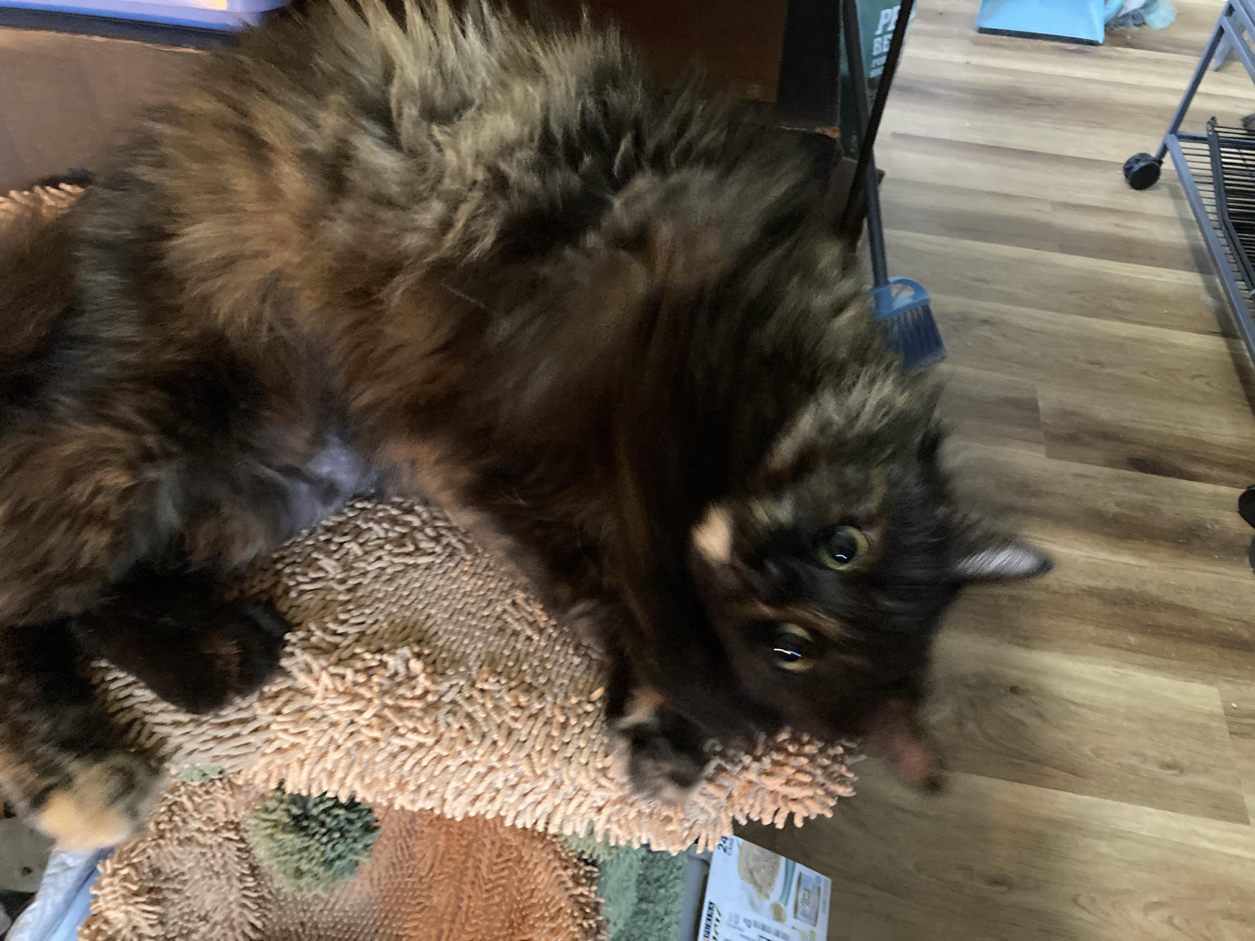 Emberlyn, Adoptable, Adult Female Domestic Long Hair.